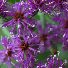 Image result for Vernonia infundibularis