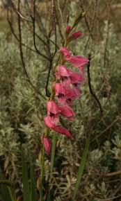 Image result for Gladiolus crassifolius