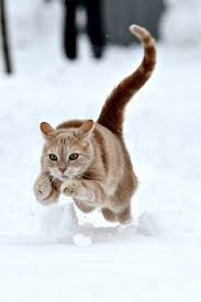 Das arbeitsblatt zum thema winterbilder tiere zeigt zehn verschiedene tierarten in der winterzeit. 51 Tiere Im Winter Ideen Tiere Tier Fotos Tierbilder