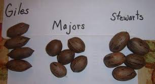 Types Of Pecans