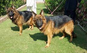 German shepherd puppies in pakistan. Pets Pakistan Gsd Original Puppies Adult Male And Female Short Coat And Long Coat Available For Sale