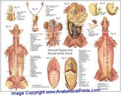 We did not find results for: Dog Muscular Anatomy Chart 8 X 11 Dog Anatomy Animal Medicine Vet Medicine