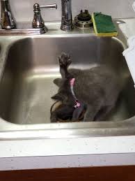 However, it will do better in a bathroom that. Smarty Pants Pictures Thecatsite