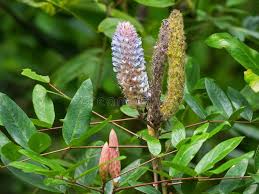 Image result for Uraria