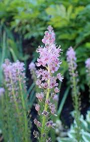 Image result for Oryzidium barnardii