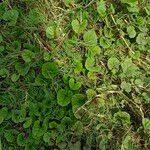 Image result for Merremia emarginata