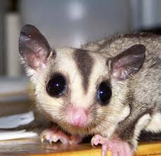 Wednesday Cute Sugar Gliders Workman Publishing