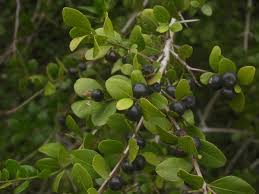 Image result for Scutia