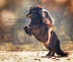 Pin On Beautiful Horses Oh My