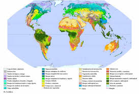 Image result for Agelanthus deltae