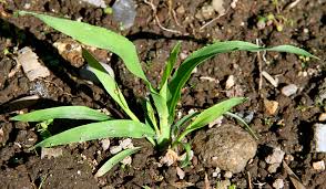 Image result for Nesaea erecta