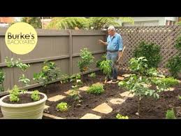 Reaching 10 feet at maturity, this small tree produces dark red, sweet fruit. Burke S Backyard Dwarf Fruit Tree Makeover Youtube