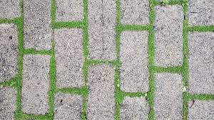 Ground Cover Plants Between Pavers: Best Plants To Grow Within Pavers |  Gardening Know How