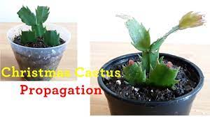 The leaves are also very erect and. Houseplants Christmas Cactus Propagation In Soil And Growing New Leaf Youtube