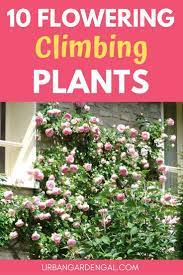 10 Flowering Climbing Plants In 2020 Climbing Plants Trellis Climber Plants Trellis Plants