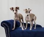 Greyhound Dog Breed Information