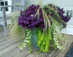 Des fleurs d'automne chez vous. Epingle Sur Fleurs