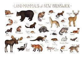 New Brunswick Land Mammals Field Guide Art Print Mammals Fox Squirrel Labrador Facts