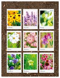 Check spelling or type a new query. How To Grow Cut Flowers The Simple Things