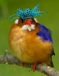 Black Bird With Orange Wings South Africa Malachite Kingfisher South Africa Beautiful Birds Most Beautiful Birds Bird Pictures
