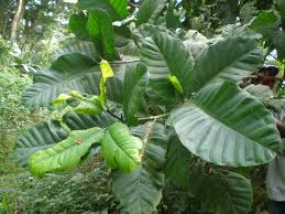 Image result for Tabernaemontana crassa