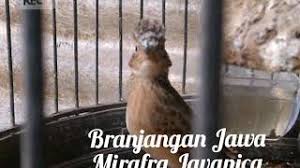 Branjangan jawa dan branjangan luar. Branjangan Mania Hobi Burung Mirafra Javanica Farva Resep Kuini