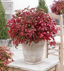 Maybe you would like to learn more about one of these? 14 Nandina Plant Varieties Heavenly Bamboo Varieties India Gardening