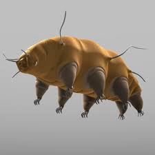 3d Model Tardigrade Mopsechiniscus Franciscae 3d Model Tardigrade Amazing Macro Photography 3d Model