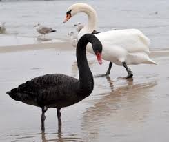 Перевод песни ainsi bas la vida — рейтинг: Black Swans And Other Deviations Like Evolution All Scientific Theories Are A Work In Progress