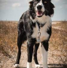 7 Best Border Collie Breeders In California 2021 We Love Doodles