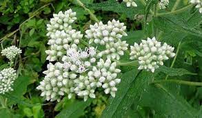 Boneset Side Effects And Health Benefits Herbs Medicinal Herbs Herbal Education