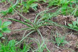 Image result for Ledebouria luteola