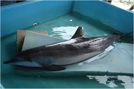 Remarkably smaller body size of physically mature individuals, proportionately shorter beak, darker. Integrating Morphology And Dna Barcoding To Assess Cetacean Diversity In Brazil Springerlink
