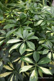 Image result for Heptapleurum