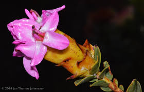 Image result for Penaeaceae