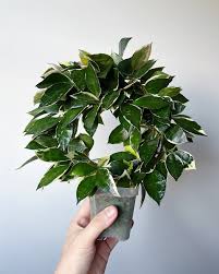 Image result for Olax aschersoniana