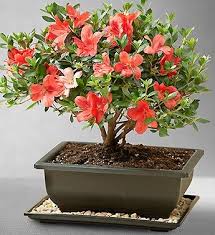 Find gorgeous potted gardenia plants and topiaries here. Azalea Bonsai From 1 800 Flowers Com Bonsai Azalea Bonsai Bonsai Tree
