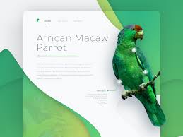 Parrot Talk Web Graphic Design Talking Parrots Design Your Own Website