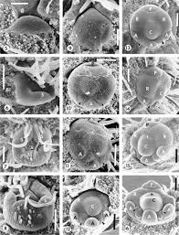 Image result for Baphiopsis parviflora