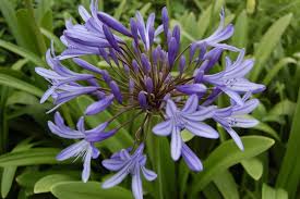 Image result for Agapanthus praecox