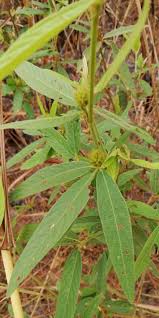 Image result for Eriosema