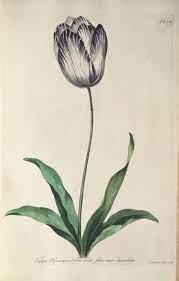 Antique Botanical Plate From 1775 Common Tulip By John Edwards Botanical Illustration Botanical Drawings Watercolor Flowers Paintings