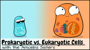 Alleles and genes (8 min). Amoeba Sisters On Twitter Finnish Subtitles For Alleles And Genes Https T Co 3jolanr5mg Incomplete Dominance Codominance Other Non Mendelian Https T Co Jstpbby16m Youtube Places A Translation Credit In The Video Details Unless The