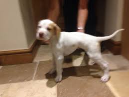 However, free german shorthaired pointer dogs and puppies are a rarity as rescues usually charge a small adoption fee to cover their expenses. English Pointer Puppies For Sale Sheffield South Yorkshire Pets4homes