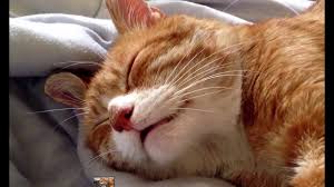 Sadly, snoring while awake may be a sign of a serious condition we know as obstructive sleep apnea or osa. Why Does My Cat Snore Asthma Cats
