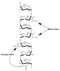 The primary cell wall of land plants is composed of the polysaccharides cellulose, hemicelluloses and pectin. Plant Cell Wall Polymers Function Structure And Biological Activity Of Their Derivatives Intechopen