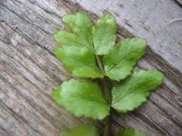 Image result for Berula erecta