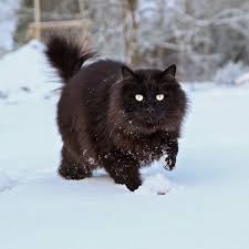 For long haired cats, the hair goes well past the shoulders. 11 Black Cat Breeds Bombay Japanese Bobtail And More