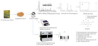 Image result for Helichrysum stenopterum