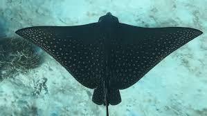 Image result for Stingray